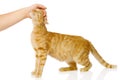 Female hand patting cat. on white background