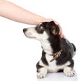 Female hand patting dog head. isolated on white ba