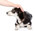 Female hand patting dog head. on white background