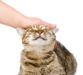 Female hand patting a happy cat. isolated on white background