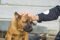 Thai Ridgeback Dog eat dog food Royalty Free Stock Photo