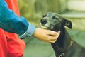 Female Hand Petting a Dog B