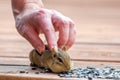 Petting a friendly chipmunk Royalty Free Stock Photo