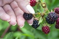 Female hand picking blackberries during main harvest season. Wild ripe and unripe blackberries grows on the bush Royalty Free Stock Photo