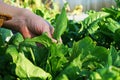 Female hand is Picking spinach in a home garden. Bio spinach. Royalty Free Stock Photo