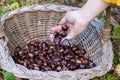Hand Placing Freshly Picked Chestnuts into a Wicker Basket Royalty Free Stock Photo