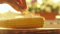 Female hand placing a piece of butter on hot freshly boiled corn Royalty Free Stock Photo