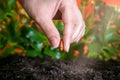 Female hand planting a bean seed in soil. Concept of  healthy lifestyle Close up Royalty Free Stock Photo