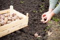 Female hand planting potato tubers into the soil Royalty Free Stock Photo