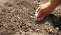 Female hand planting seeds beans in soil Royalty Free Stock Photo