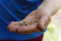 Female hand planting white bean seeds in soil, closeup Royalty Free Stock Photo