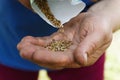 Female hand planting white bean seeds in soil, closeup