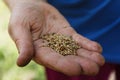 Female hand planting white bean seeds in soil, closeup Royalty Free Stock Photo