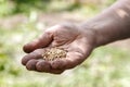 Female hand planting white bean seeds in soil, closeup Royalty Free Stock Photo