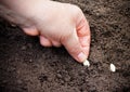 Female hand planting zucchini seed in soil. Selective focus Royalty Free Stock Photo