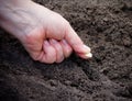 Female hand planting zucchini seed in soil. Selective focus Royalty Free Stock Photo