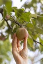 Female hand plucks light red apple from a branch. Natural organic fruit.