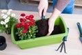 Female hand pouring soil into pot for transplanting spring flowers