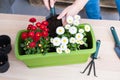 Female hand pouring soil into pot for transplanting spring flowers