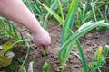 Female hand pulls onions from the garden