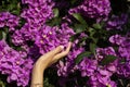 Female hand and purple bougainvillea flowers