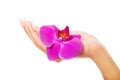 Female hand with purple orchid petal