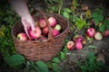 Female hand puts an apple under the apple tree in the basket, close-up, autumn Royalty Free Stock Photo