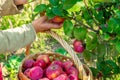 A female hand puts fresh picked apples from the apple tree into a wicker basket. Harvest of red juicy apples in late Royalty Free Stock Photo