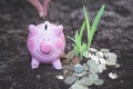 Female hand putting a coin into piggy bank , for invest money, Ideas for saving money for future use, Financial growth and Royalty Free Stock Photo