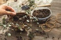 Planting rooted Ceropegia plant tuber in soil mix Royalty Free Stock Photo