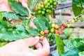 Coffee beans ripening on tree