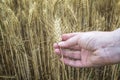 Female hand in rye field, farmer examining plants, agricultural concept. Royalty Free Stock Photo