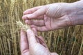 Female hand in rye field, farmer examining plants, agricultural concept. Royalty Free Stock Photo