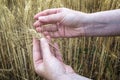 Female hand in rye field, farmer examining plants, agricultural concept. Royalty Free Stock Photo