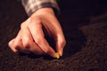 Female hand seeding corn in agricultural arable field soil Royalty Free Stock Photo