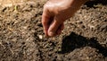 Female hand seeding organic vegetable seeds in fertilized soil at garden bed. Sowing and plantind seeds at backyard