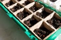 black hole trays for agricultural seedlings.The spring planting. Early seedling , grown from seeds in boxes at home on Royalty Free Stock Photo