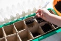 Female hand seeding for planting, Nursery Tray Vegetable Garden.gardening, planting at home. child sowing seeds in Royalty Free Stock Photo