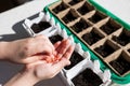 Female hand seeding for planting, Nursery Tray Vegetable Garden.gardening, planting at home. child sowing seeds in Royalty Free Stock Photo