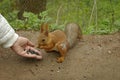 Female hand with seeds feeding a squirrel Royalty Free Stock Photo