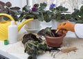 Female hand with shovel replanting potted flowers. Flowerpots, fertilizer, plant sprout, soil pile, rake on windowsill. Indoor Royalty Free Stock Photo