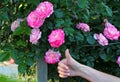 Female hand showing class in front of a Rose Bush Royalty Free Stock Photo