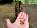 female hand holding parchment coffee beans and green coffee, taking away the outer layer of endocarp Royalty Free Stock Photo