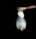 Female hand sifts white wheat flour through a round wooden sieve on a black background Royalty Free Stock Photo