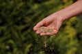 Sowing grain. Female hand sowing grass seeds Royalty Free Stock Photo