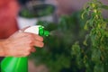 Female hand spraying water on house plant