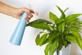 Female hand spraying water on indoor house plant