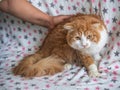 Female hand strokes an adult red cat. The cat is standing on the couch.