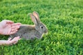 Female hand strokes rabbit sitting in grass
