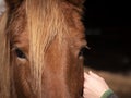 Female hand stroking a piebald pony